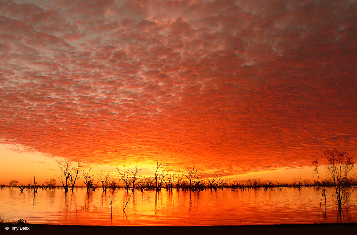 Speckled clouds create a textured layer in the sky that's coloured orange and yellow. It's reflected in the lake waters below, from which silhouetted dead trees are emerging.
